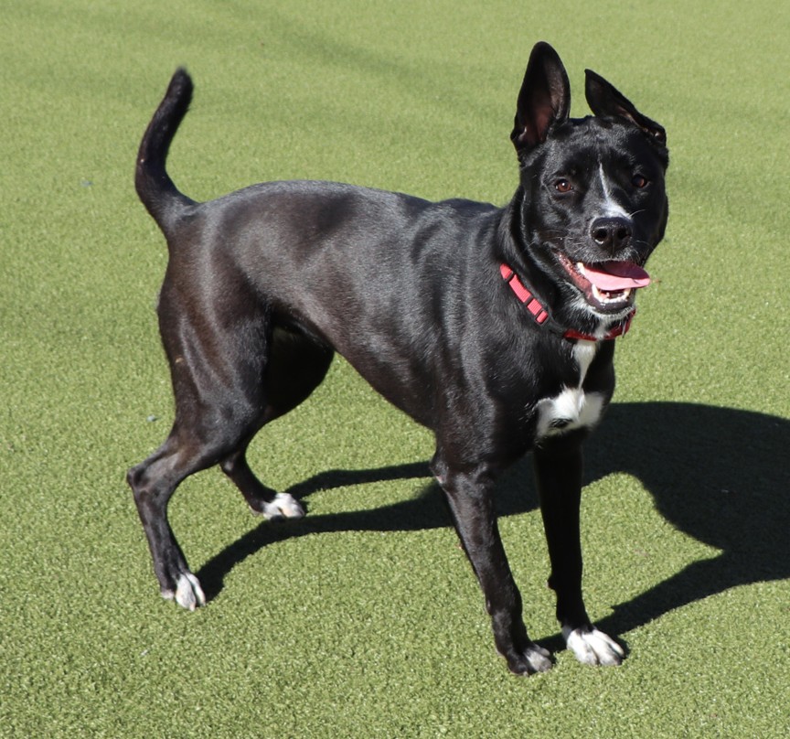 AnimalLeague's tweet photo. Pop (#LA5458) is a one-and-a-half-year-old Labrador mix who’s ready to bring boundless joy into your life. Come meet Pop at our Port Washington, NY adoption center, and see for yourself why this special pup deserves a forever home!🐶❤️#GetYourRescueOn https://t.co/QNjjW77NcF