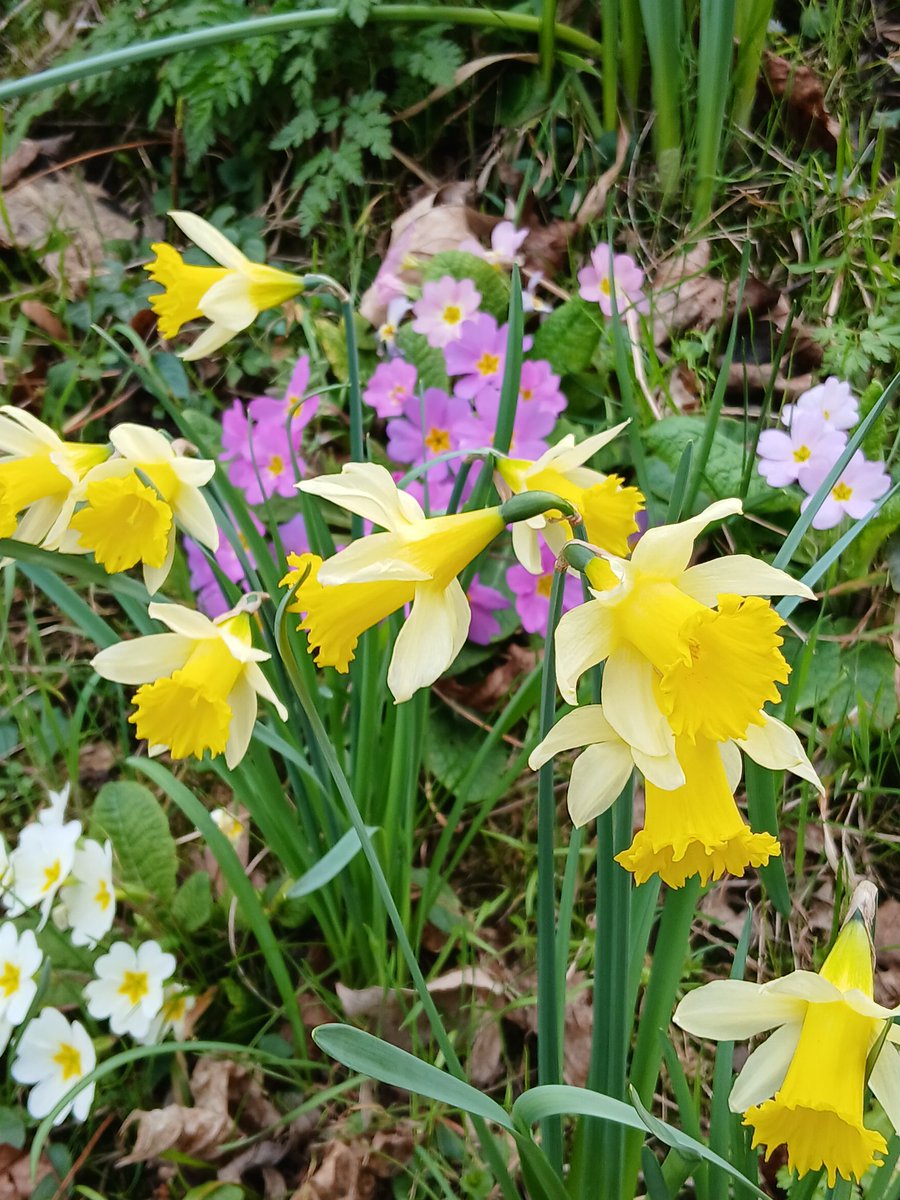 AnnieSaintLeger's tweet image. Fleurettes de #Châtillon @JaimeChatillon vous nous avez apporté des années de bonheur ❤️🙏