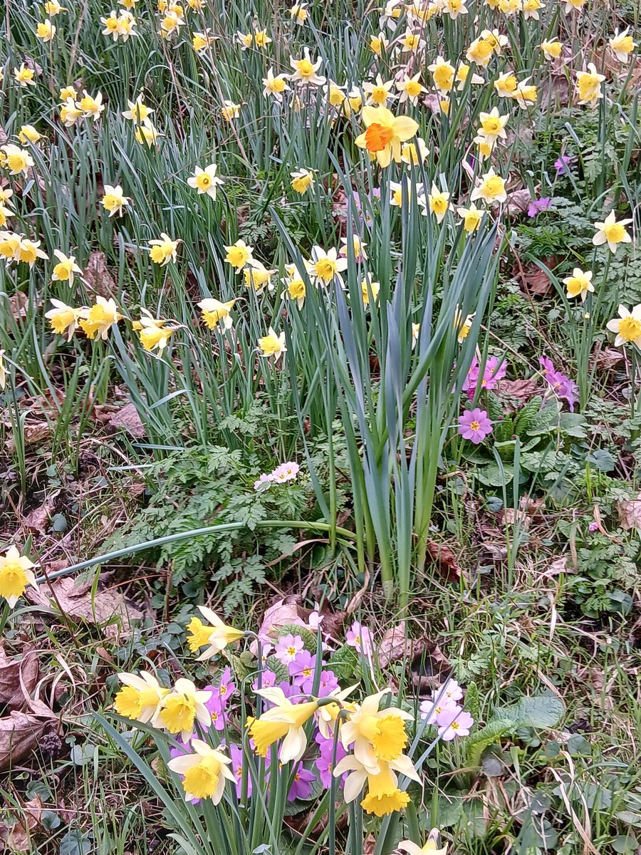 AnnieSaintLeger's tweet image. Fleurettes de #Châtillon @JaimeChatillon vous nous avez apporté des années de bonheur ❤️🙏