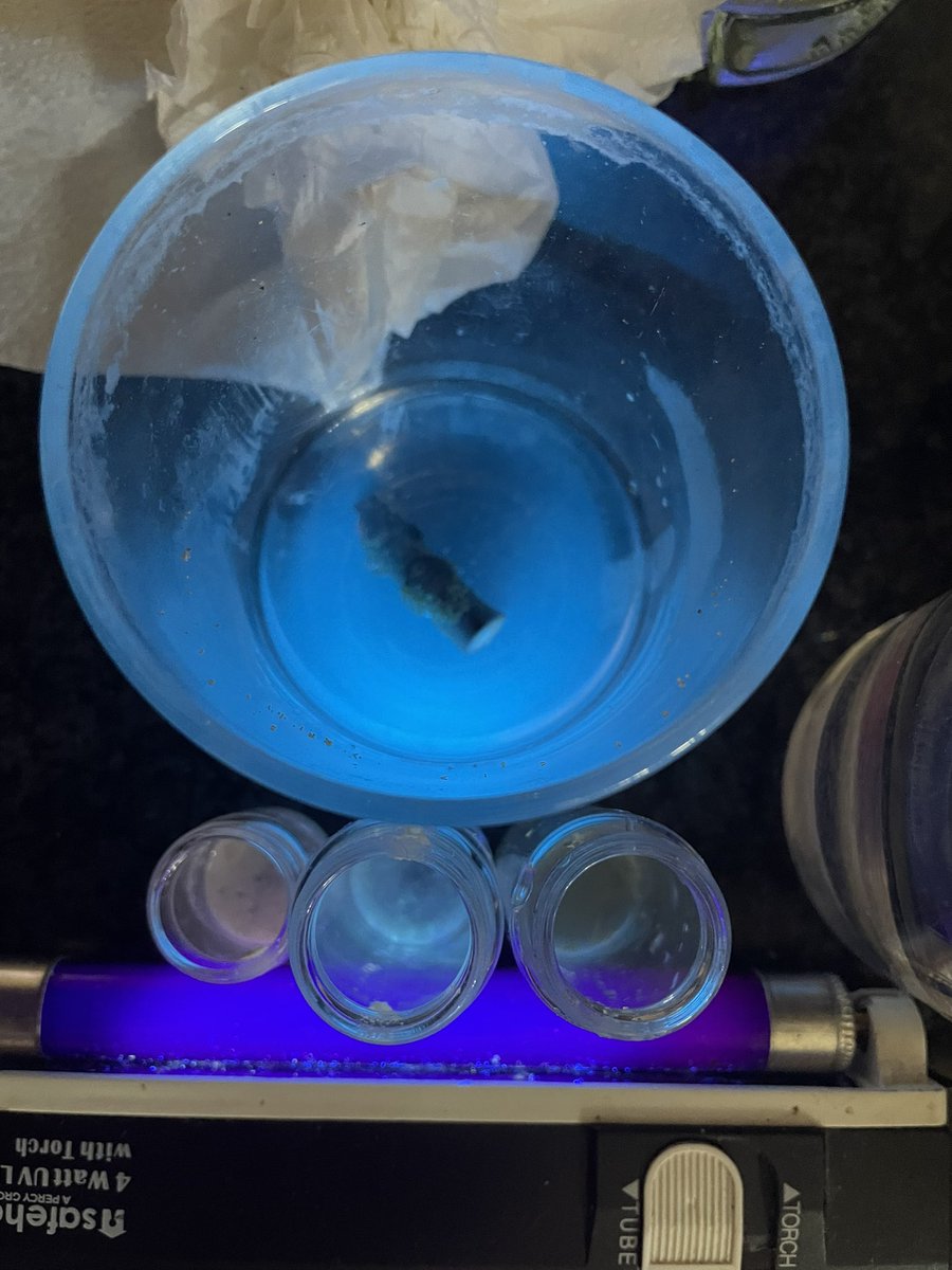 CrocodileChemist (@crocodilechemi1) on Twitter photo I’ve been testing out ‘things that glow’ for our chemistry club. A Horse chestnut branch in water just blew my mind! Thanks <a href="/Andrestrujado/">Andres Tretiakov</a> for the suggestion ages ago. The others are pumpkin, sesame and fennel seeds in vodka! I’ve been testing out ‘things that glow’ for our chemistry club. A Horse chestnut branch in water just blew my mind! Thanks <a href="/Andrestrujado/">Andres Tretiakov</a> for the suggestion ages ago. The others are pumpkin, sesame and fennel seeds in vodka!