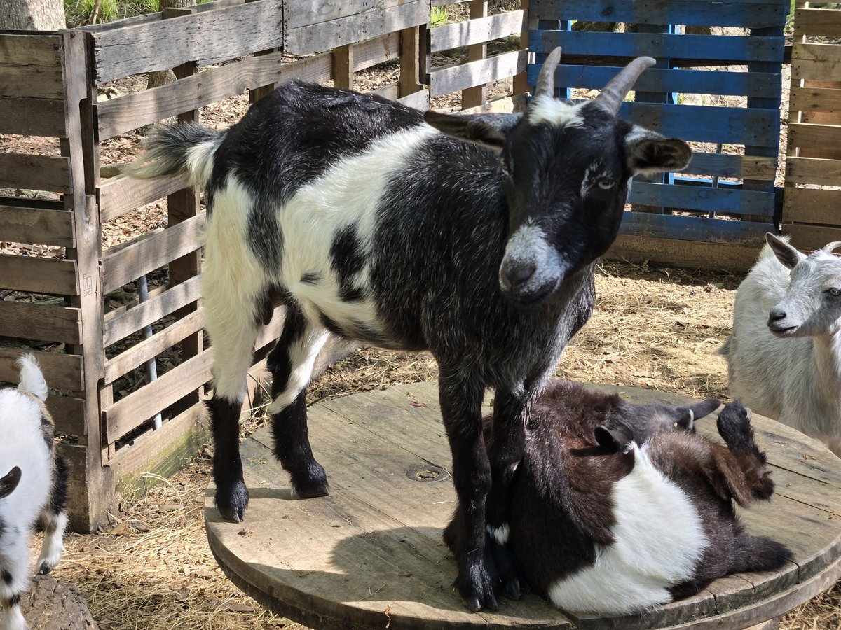 onchainoffgrid's tweet photo. This one and her son might be on the move for around two TAO at current prices.  Sweet animals, but they have no respect for fences or boundaries.  May swap for other critters or maybe a small AI or RWA bet.  TBD. https://t.co/xH3CaypROX