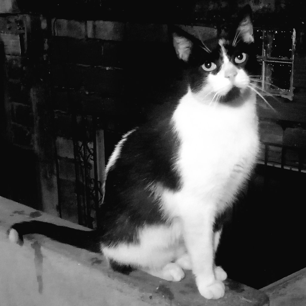 CRYMXN's tweet photo. Amigo, espero verte en la otra vida. Te quiero y te amo como no tienes idea. Te extrañaré mucho.Descansa en Paz mi DOPPIO🥹. https://t.co/jkoqarjCBp