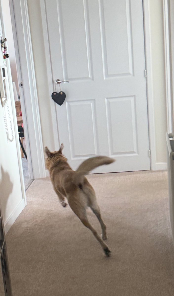 MissJCannon's tweet photo. #DogsAgainstBaths ๐ https://t.co/98mFhqEThx