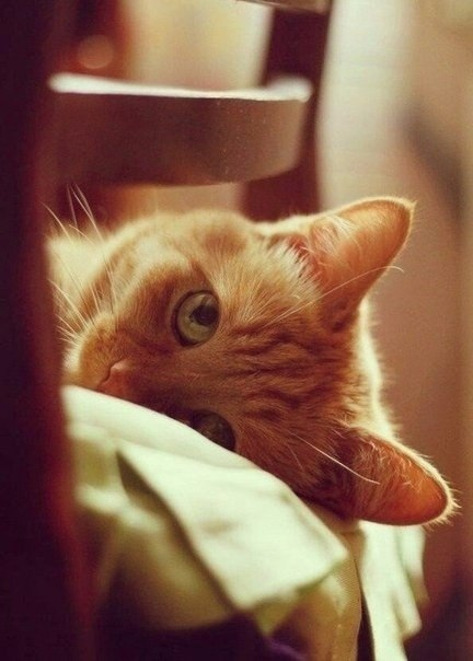 Белая Кошка 🇺🇦 (Розстріляна Весна) tweet media