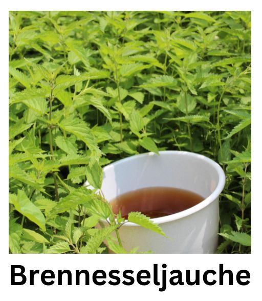 NameMein15082's tweet photo. 🌱 Tipp: Brennnesseljauche 1:10 mit Wasser verdünnen &amp; deine Pflanzen damit gießen! 🌿💧 Mehr dazu: https://t.co/HvqgH8w9mG https://t.co/l3WOfO3pMF