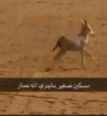 W 🐺 . tweet media