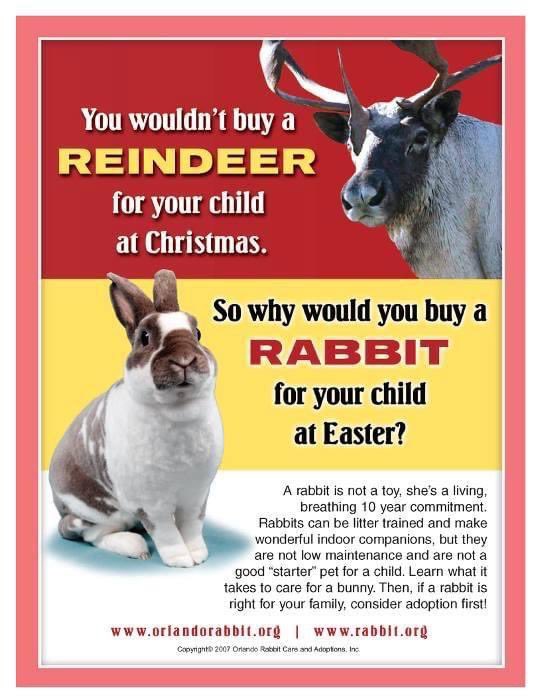 lbas2010's tweet photo. With Easter fast approaching, many pet stores and buy-and-sell website sellers will be advertising baby rabbits as great gifts for children on Easter morning. Nothing could be further from the truth.
Live animals do not make good gifts.
Rabbits are for life #notjustforeaster https://t.co/XyfsPIyYMu