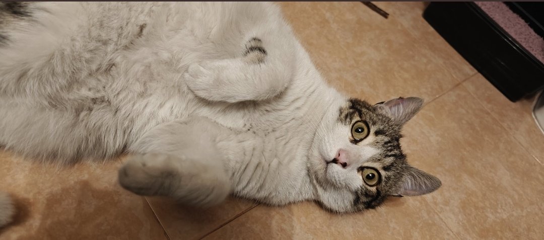 Neinei_art's tweet photo. ABANDONADA O PERDIDA EN MADRID🆘

Encontrada esta gatita sin chip en Madrid zona tablas. Necesita una acogida urgentemente 🙏🏻 

Contacto:
@nuvilgo
697879925

Solo comparto ♥️ https://t.co/Qw9PX0NCK8