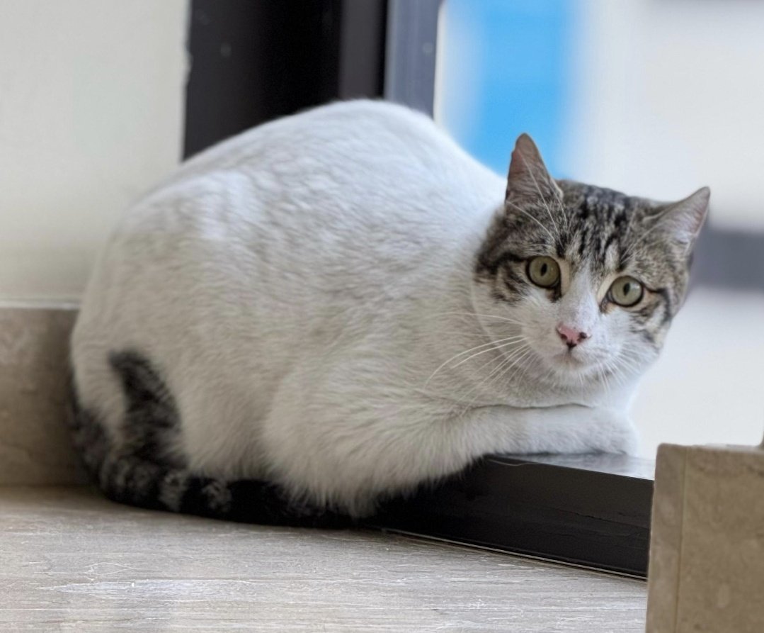 ABANDONADA O PERDIDA EN MADRID🆘

Encontrada esta gatita sin chip en Madrid zona tablas. Necesita una acogida urgentemente 🙏🏻 

Contacto:
<a href="/nuvilgo/">noname</a>
697879925

Solo comparto ♥️