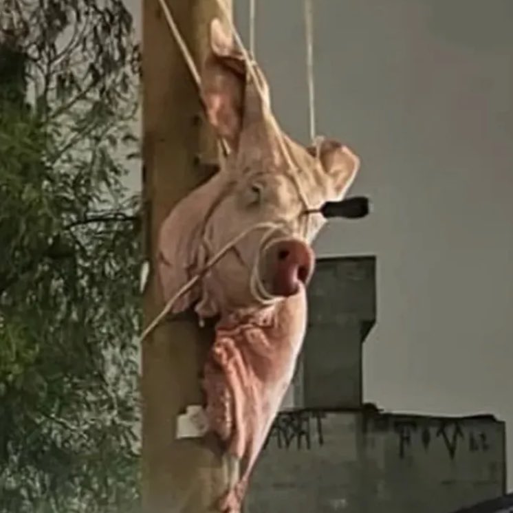elyelsccp's tweet photo. O Derby já começou 🦅🔪🐖 https://t.co/9kQlmajJr4