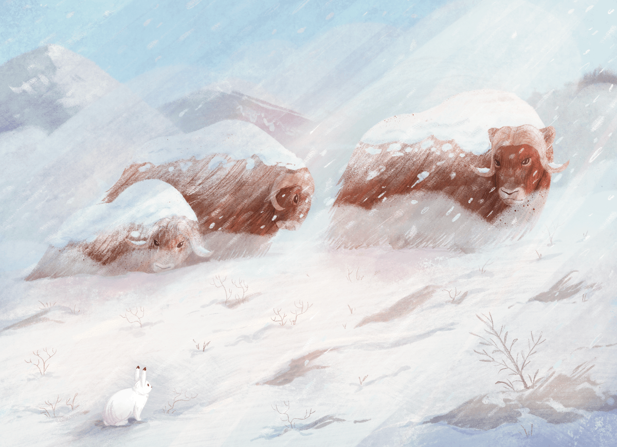 MokaCeless's tweet photo. Muskox ❄️ https://t.co/mKcIbtiElS