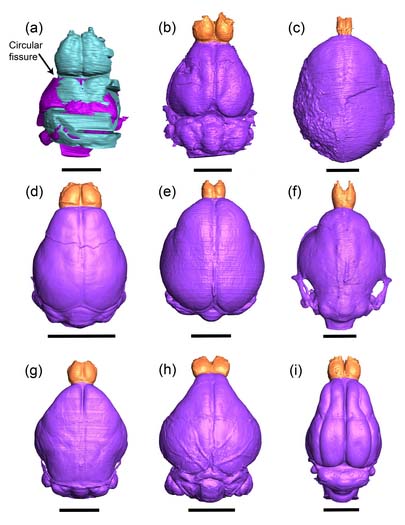 Tim Smith (@timsmit02313649) on Twitter photo Just out in <a href="/AnatRecord/">The Anatomical Record</a> by Lang, <a href="/Mary_T_Silcox/">Dr. Mary Silcox</a> et al. Parallel reductions in olfactory bulb volume in haplorhine primates. anatomypubs.onlinelibrary.wiley.com/doi/10.1002/ar… Just out in <a href="/AnatRecord/">The Anatomical Record</a> by Lang, <a href="/Mary_T_Silcox/">Dr. Mary Silcox</a> et al. Parallel reductions in olfactory bulb volume in haplorhine primates. anatomypubs.onlinelibrary.wiley.com/doi/10.1002/ar…