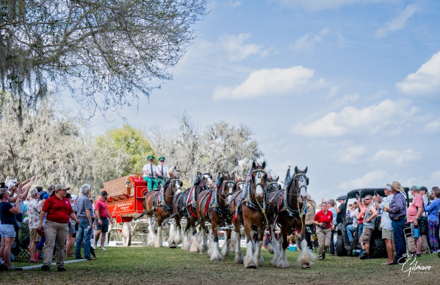 Horcery (@horcery_) on Twitter photo 📢 Final Day at <a href="/LiveOakInt/">Live Oak Int</a>
We're wrapping up an amazing #LOI25! We've loved meeting so many 🐎 owners!
👏 Huge congrats to partner Chester Weber on his #FEI 3 Horse Team Marathon win yesterday!
🚨 Last chance—stop by the VIP tent to chat Horcery tech & grab exclusive swag! 📢 Final Day at <a href="/LiveOakInt/">Live Oak Int</a>
We're wrapping up an amazing #LOI25! We've loved meeting so many 🐎 owners!
👏 Huge congrats to partner Chester Weber on his #FEI 3 Horse Team Marathon win yesterday!
🚨 Last chance—stop by the VIP tent to chat Horcery tech & grab exclusive swag!