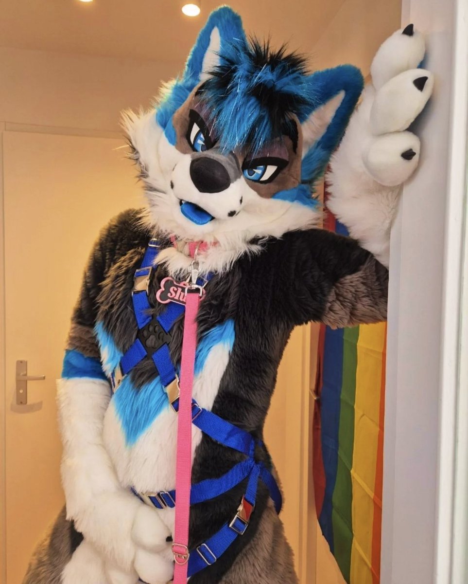 Leashed and ready…
 Where are you taking me? 🐾