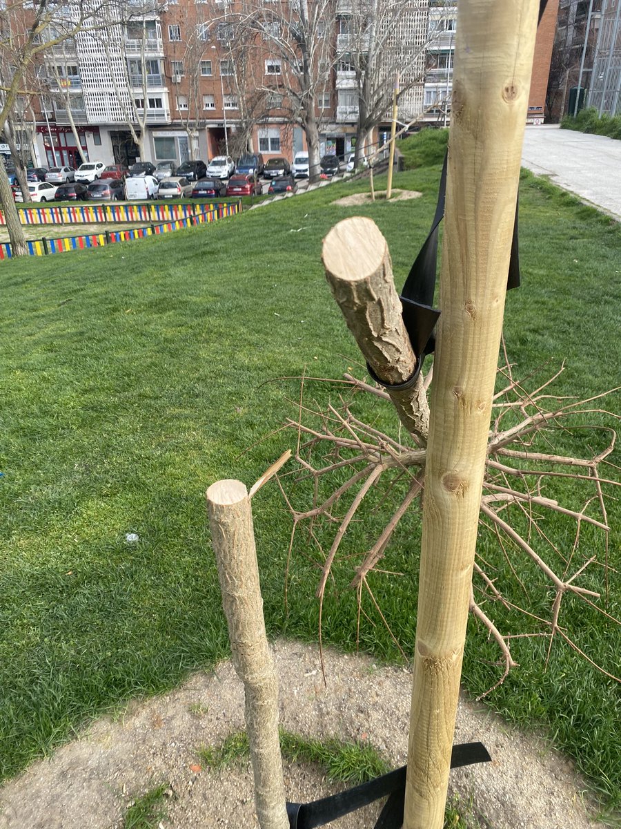 Turriturri135's tweet photo. ¿Los vecinos del Parque Eugenia de Montijo tenemos que soportar esto?
Esta vez pusieron tres arboles nuevos y les molestaban para sentarse a ver el futbol y los han cortado con una sierra. @salvemoseugenia @avocesdecaraban @SOSCarabanchel @JMDCarabanchel @ArbolMesa https://t.co/0jk9TUKMak
