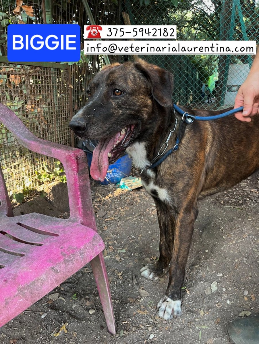 volaurentina's tweet image. BIGGIE ha 5 anni ed è al canile da uno, il suo proprietario ha iniziato ad avere problemi di salute e non è riuscito più ad accudirlo.
Il suo nome dice tutto, è un cagnolone tanto grande quanto buono e bello, le foto non rendono.
È a Roma, adottabile al centro-nord, castrato.