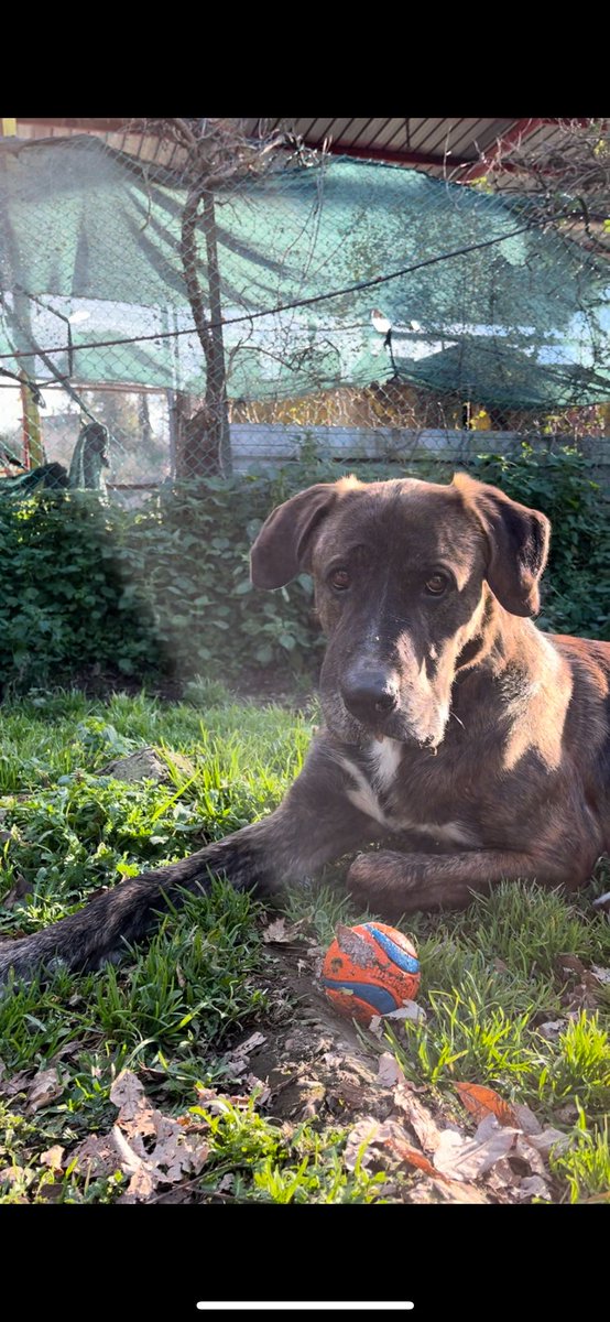 volaurentina's tweet image. BIGGIE ha 5 anni ed è al canile da uno, il suo proprietario ha iniziato ad avere problemi di salute e non è riuscito più ad accudirlo.
Il suo nome dice tutto, è un cagnolone tanto grande quanto buono e bello, le foto non rendono.
È a Roma, adottabile al centro-nord, castrato.