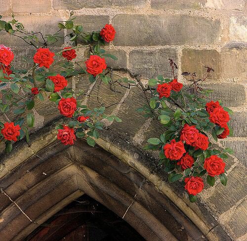 Yar değil, yâr. 
Yar, Eski Türkçe ve derin uçurum demek.
Yâr: Farsça; sevgili, dost demek. 

Aslında uzak değiller birbirlerine fakat siz neyi kastettiğinizi bilin: Uçurum mu, sevgili mi?