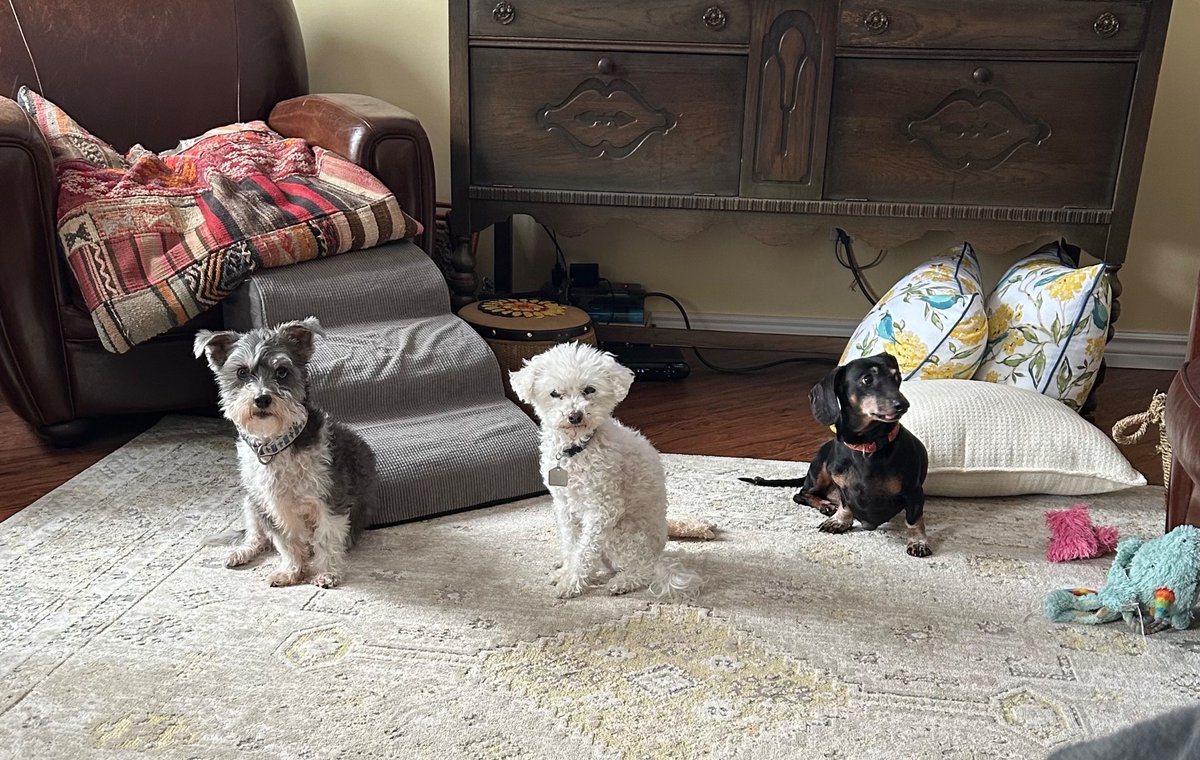MichelleBailey1's tweet image. Trying to figure out if they’re being interrogated…or if I am 😵‍💫🧐 #dogsitter #AuntieBailey