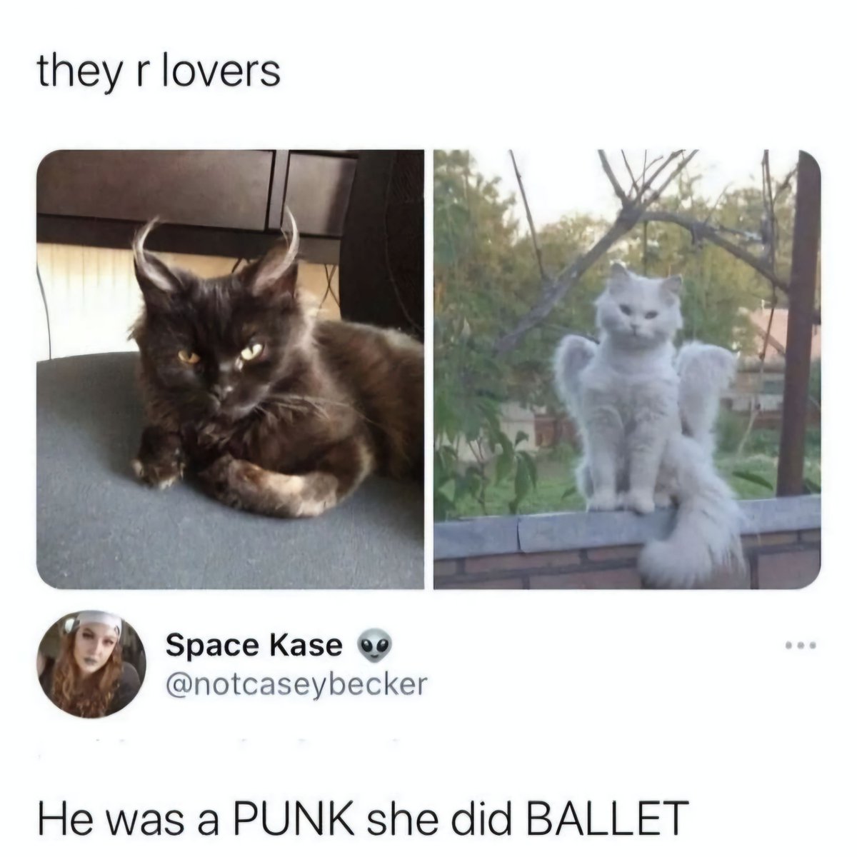 Posts Of Cats tweet media