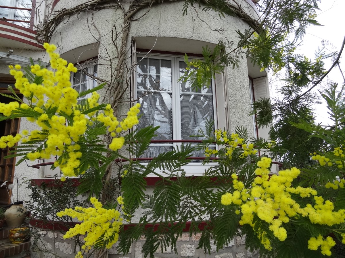 laurslec's tweet photo. Vous prendrez bien un peu de mimosa pour vous réchauffer un peu ? Je vous souhaite une belle semaine ! https://t.co/5eQ5Vya7l6