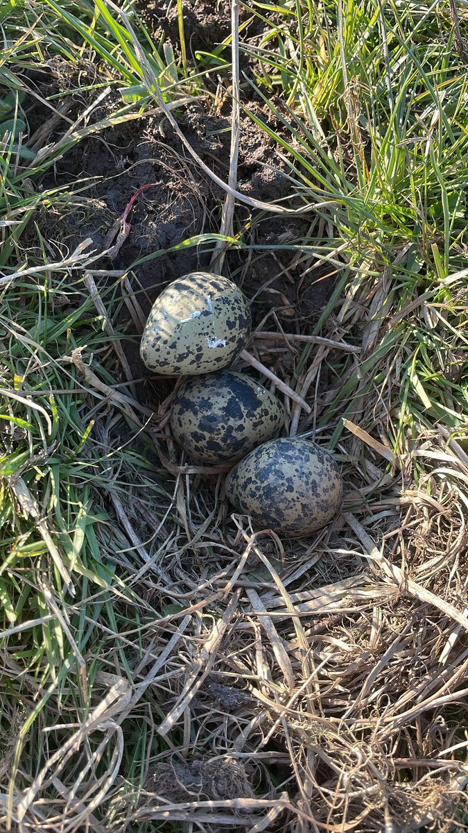 Weidevogels Midden-Delfland (@weidevogels_md) on Twitter photo Ook in Midden Delfland vliegen de kievitseieren ons nu om de oren!
We zijn los!
De weidevogelbeschermers kunnen het land in.
<a href="/RoelvBuuren/">Roel van Buuren</a> <a href="/VroegeVogels/">Vroege Vogels</a> @#Vockestaert <a href="/Midden_Delfland/">Gemeente Midden-Delfland</a> <a href="/MiddenDelflandV/">Midden-Delfland Vereniging</a> <a href="/vogelnieuws/">Vogelbescherming NL</a> <a href="/Sovon/">Sovon Vogelonderzoek Nederland</a> Ook in Midden Delfland vliegen de kievitseieren ons nu om de oren!
We zijn los!
De weidevogelbeschermers kunnen het land in.
<a href="/RoelvBuuren/">Roel van Buuren</a> <a href="/VroegeVogels/">Vroege Vogels</a> @#Vockestaert <a href="/Midden_Delfland/">Gemeente Midden-Delfland</a> <a href="/MiddenDelflandV/">Midden-Delfland Vereniging</a> <a href="/vogelnieuws/">Vogelbescherming NL</a> <a href="/Sovon/">Sovon Vogelonderzoek Nederland</a>