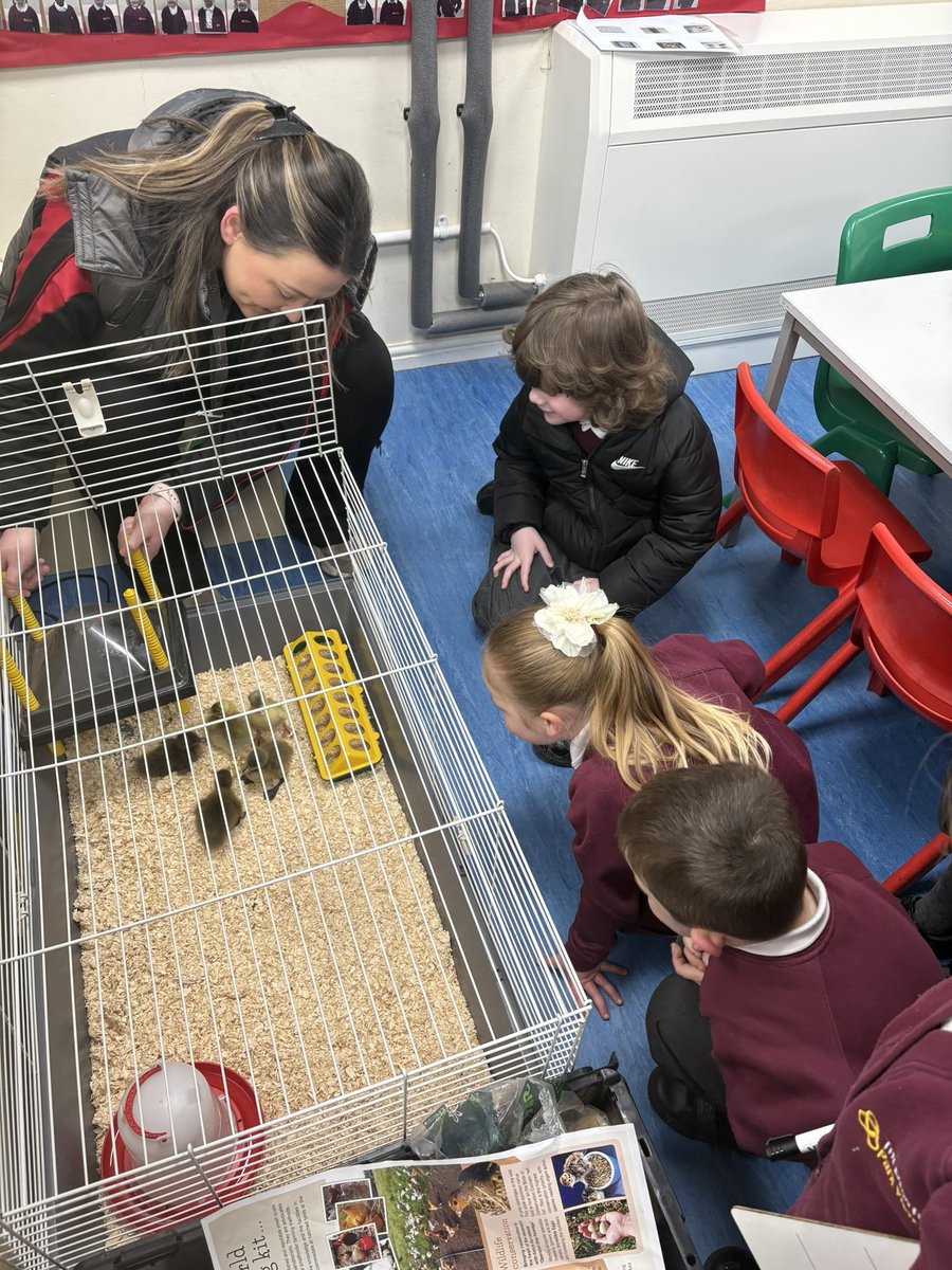 Our weekly newsletter with chess group growing and new arrivals in Reception <a href="/thedeantrust/">The Dean Trust</a>