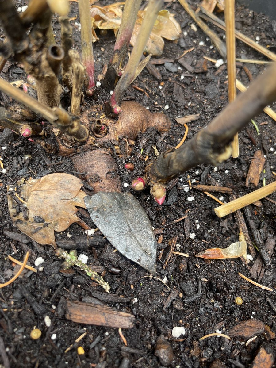 lydia83891831's tweet image. Just went outside and discovered the first signs of Spring.  The ground is still frozen but this beauty has already started pushing up new eyes.  Can’t wait to see her bloom soon. 

 #ChapterOfJoy
#peonyseason
