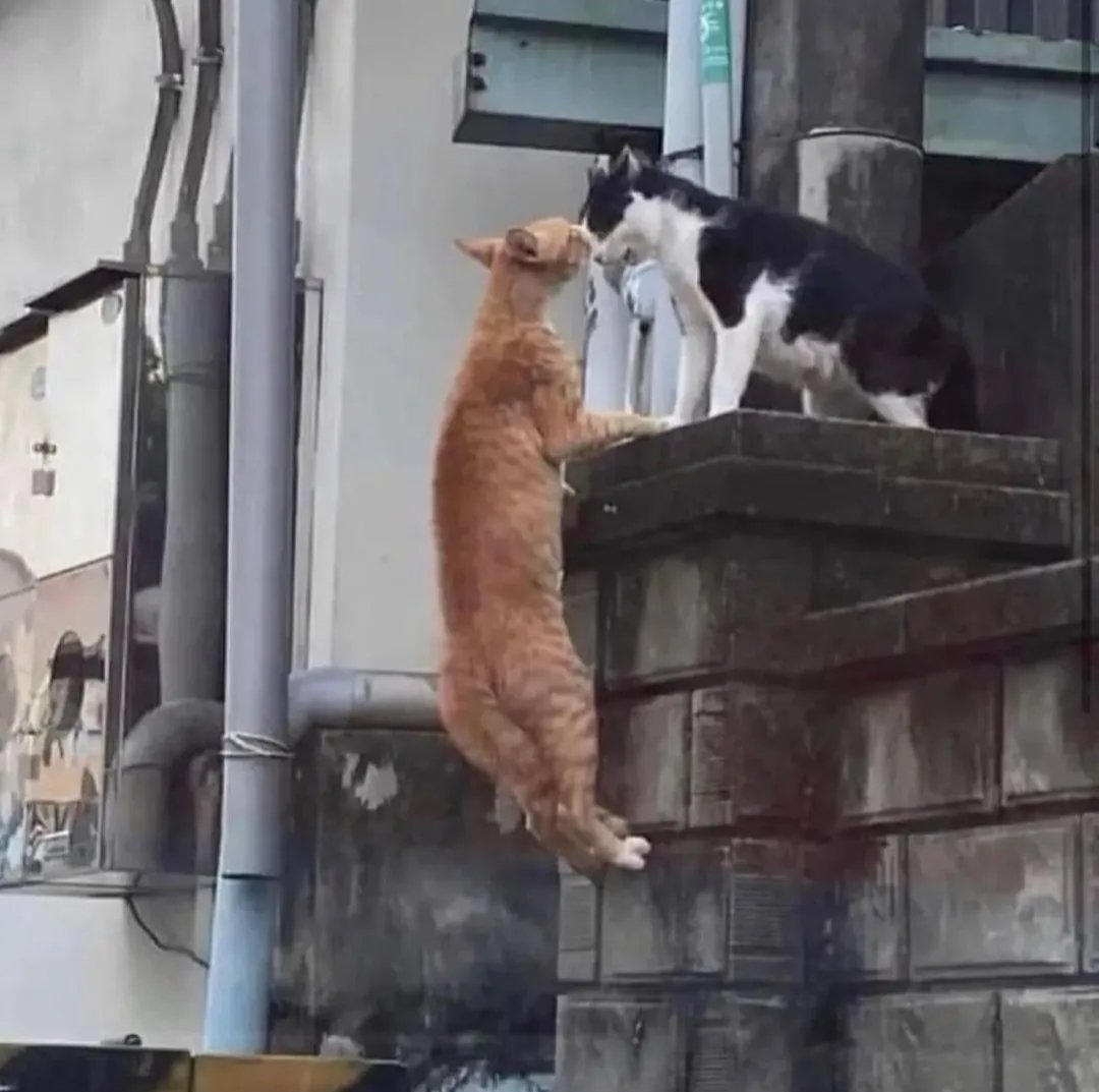 Cat's Are Crazy. tweet media