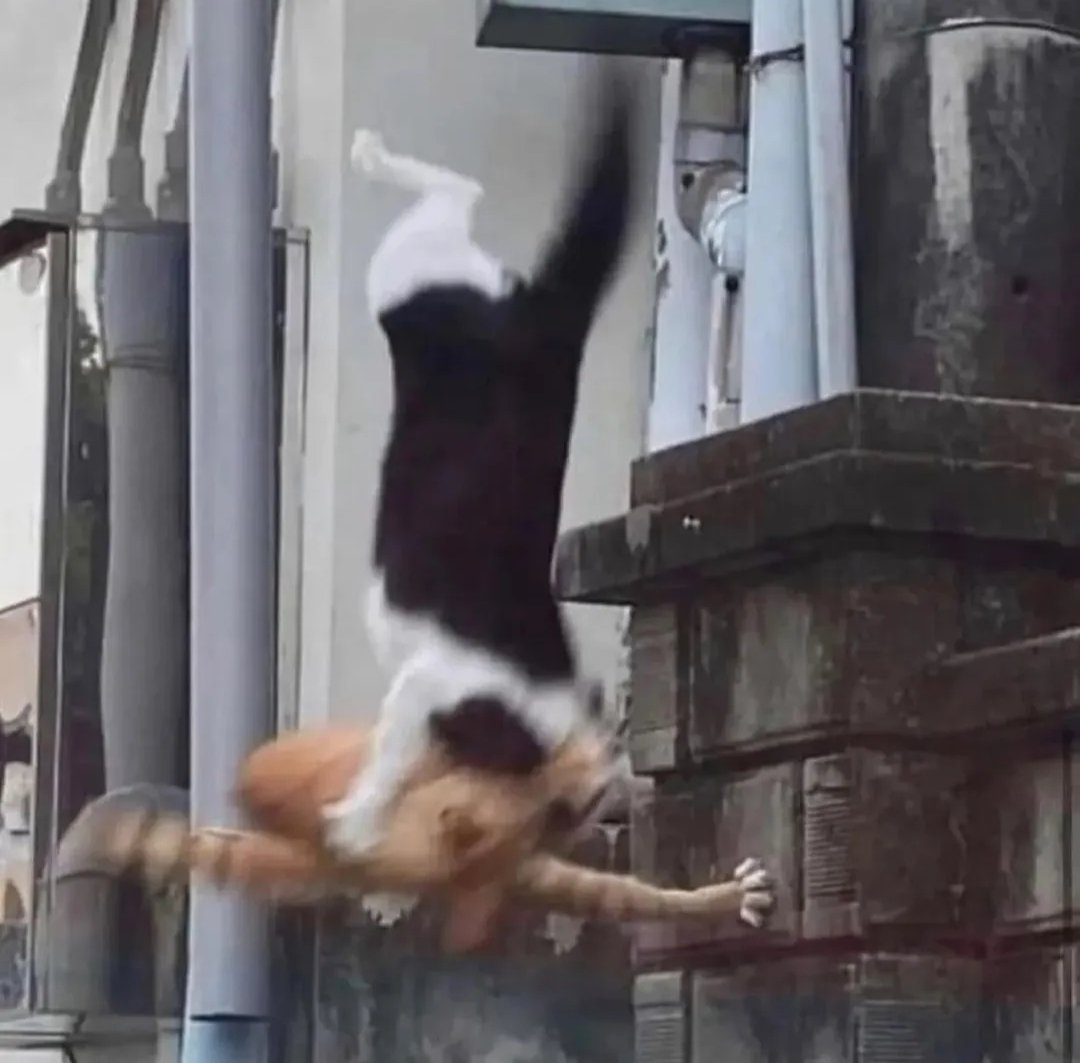 Cat's Are Crazy. tweet media