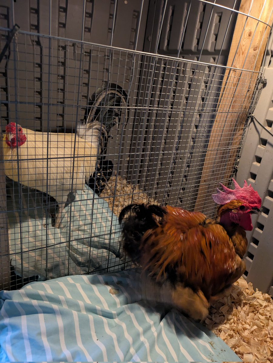 KarmaFarmSanct's tweet photo. My precious indoor boys have finally flown the nest! 👏👏👏 I set them up with a predator proof bedroom where they can still sleep side by side with their best friend. ❤️🐓🐓❤️

#allgrownup #imabigboynow #grownassman #housewarming #adorableanimals #sanctuarylife #friendsnotfood https://t.co/cJPwreqCzZ