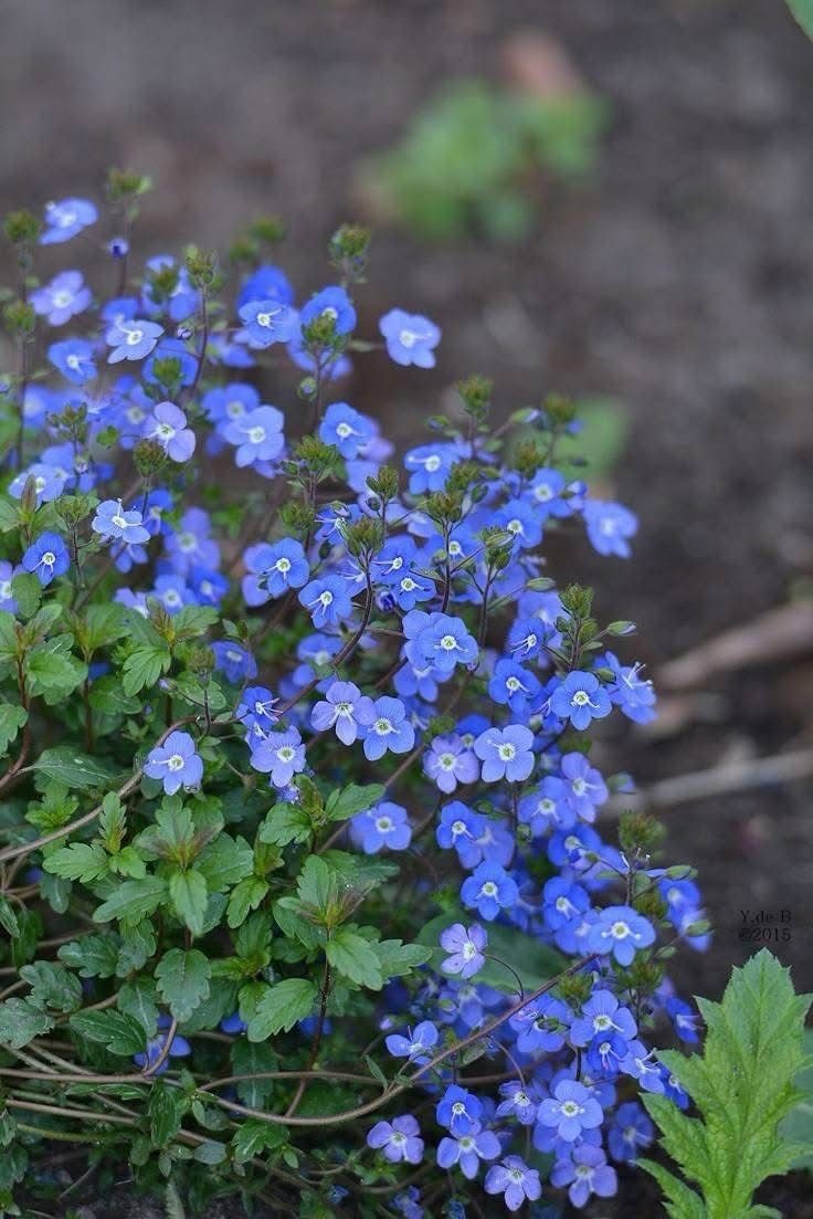 Naturepathway's tweet photo. "Delicate blue blooms of Veronica umbrosa, a charming addition to any garden. #VeronicaUmbrosa #GermanderSpeedwell #BlueFlowers #SpringBlooms" https://t.co/Rp8XYpyD3n