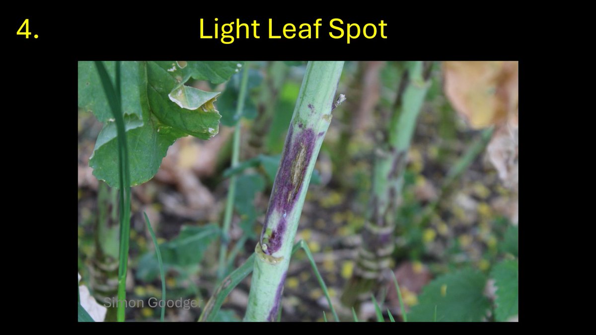 Simon Goodger tweet media