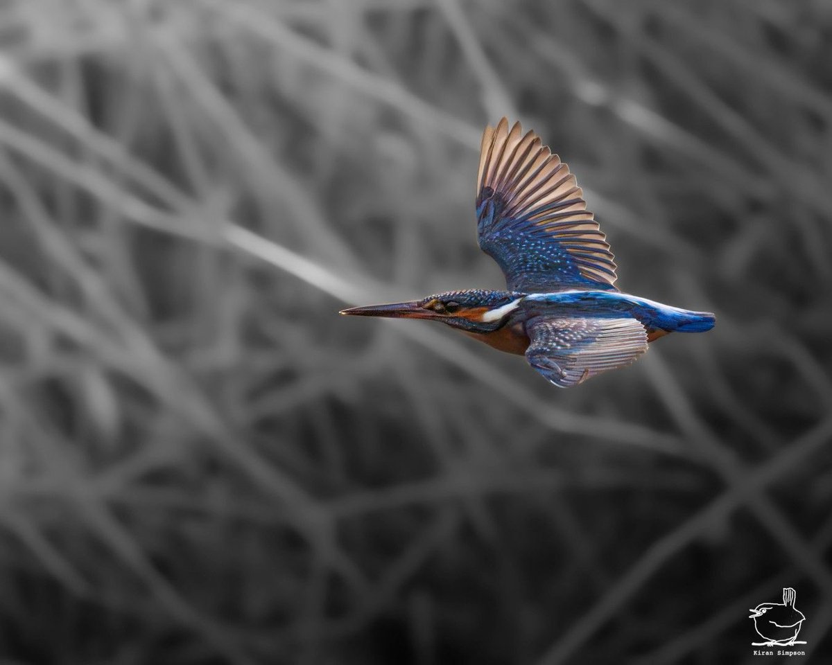 Kiran Simpson (@kiransimpson) on Twitter photo I set up at the riverβs edge, knowing a kingfisher had been here before. So I waitedβ¦ and waited. My leg went dead, but I wasnβt moving.π
Just when I thought it wasnβt going to be my day, a flash of blue and orange darted over the water. Worth every second! π€π I set up at the riverβs edge, knowing a kingfisher had been here before. So I waitedβ¦ and waited. My leg went dead, but I wasnβt moving.π
Just when I thought it wasnβt going to be my day, a flash of blue and orange darted over the water. Worth every second! π€π