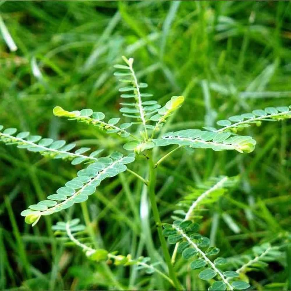 ChiefHerbalist tweet media