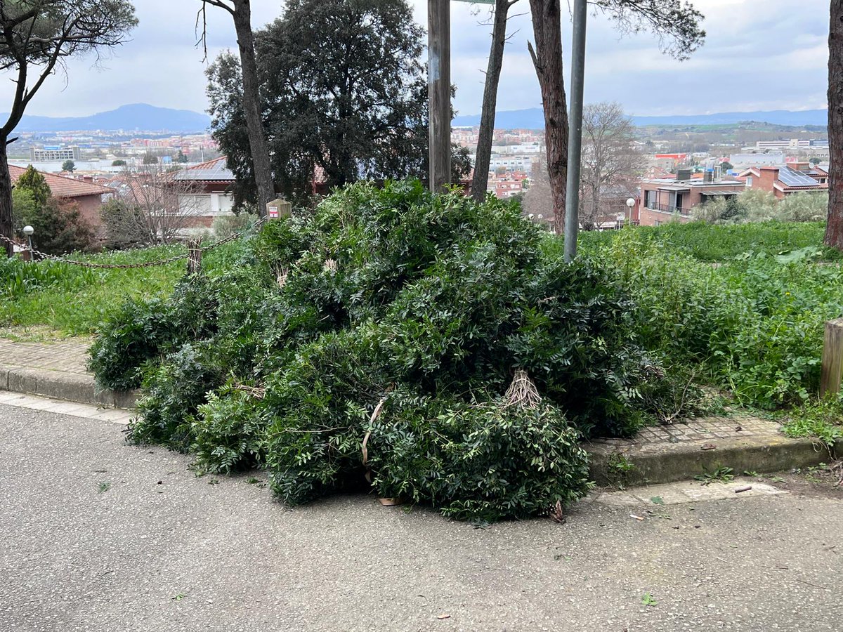ACERassociacio's tweet photo. Avui detectem recol•lecció il•legal de llentiscle al Turó de #Montcada. Gràcies a la ràpida intervenció de @Policia_MiR per identificar els individus i decomissar les plantes recol•lectades. https://t.co/24YcurLmi2