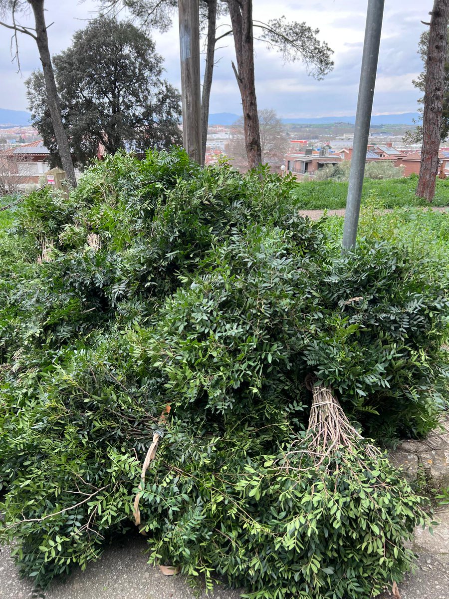 ACERassociacio's tweet photo. Avui detectem recol•lecció il•legal de llentiscle al Turó de #Montcada. Gràcies a la ràpida intervenció de @Policia_MiR per identificar els individus i decomissar les plantes recol•lectades. https://t.co/24YcurLmi2