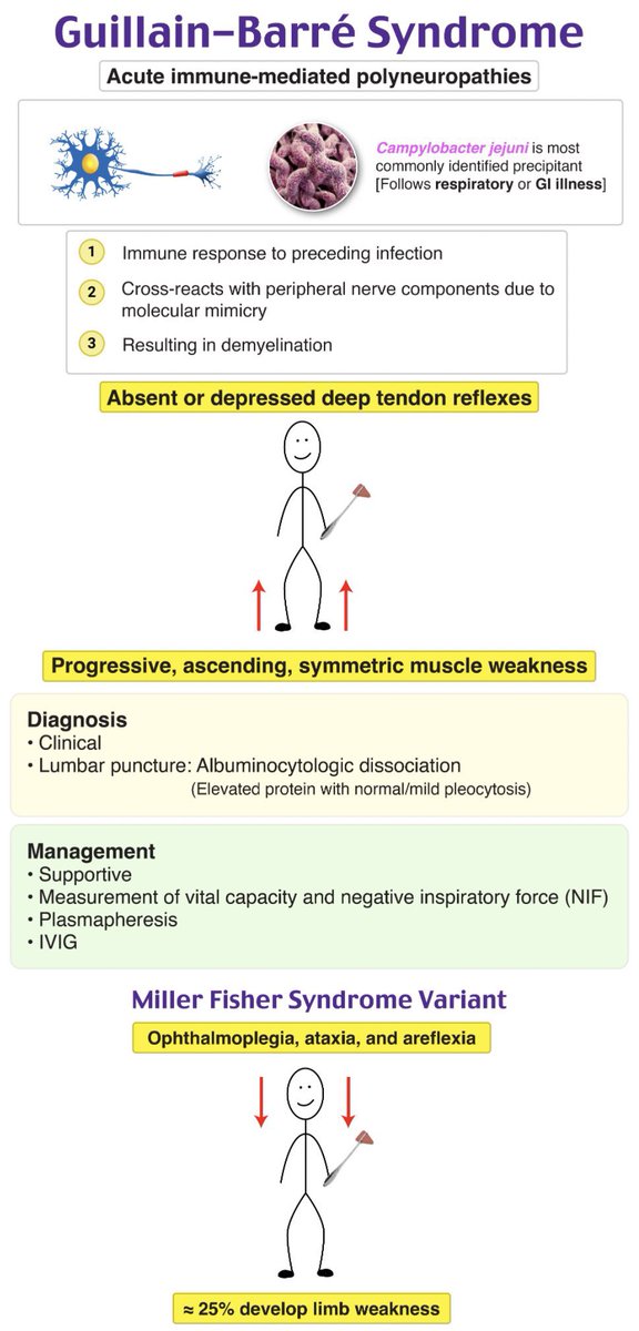 arfj22's tweet photo. Guillan-Barre syndrome ED approach🪫 https://t.co/ByhPp6ZR1T