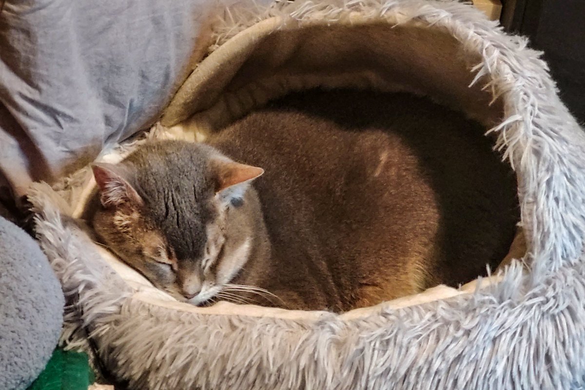 Der Katzen-Catering-Service ist nun beendet.
Beide Fellnasen sind tiefenentspannt. Also hat der Ersatz-Dosenöffner* alles richtig gemacht. 

*ich