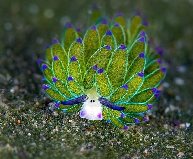 FearOfTheDuck74's tweet image. Sea sheep 😊❤️🥰🥲🥹
#nature #underthesea #seasheep