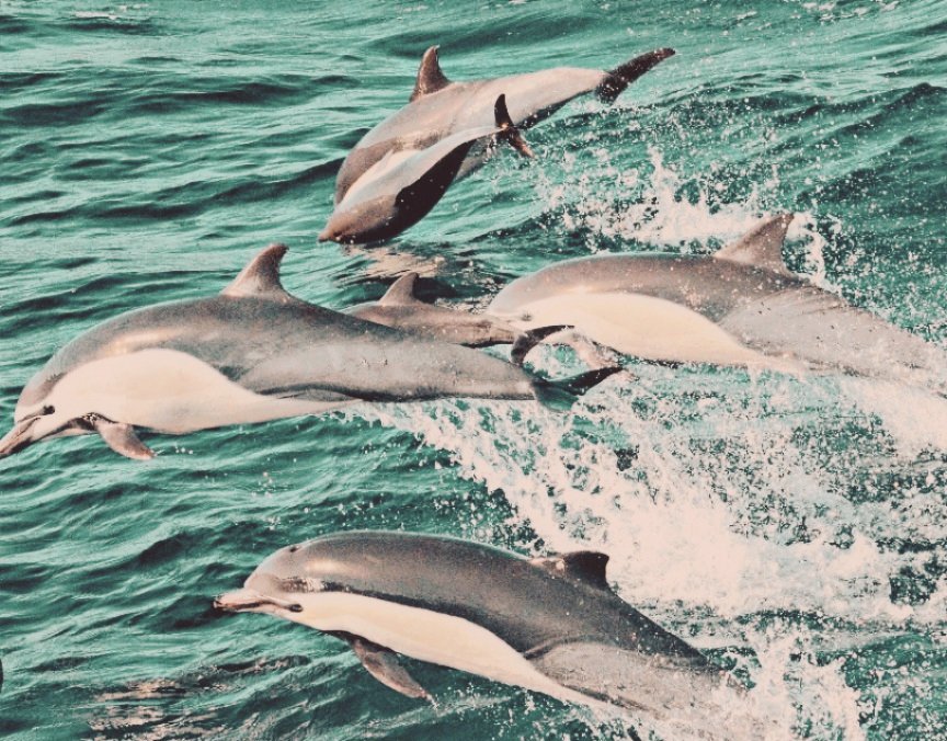 MorganFitz's tweet photo. Dolphins in Portugal 🇵🇹 https://t.co/OLwCdxID8l
