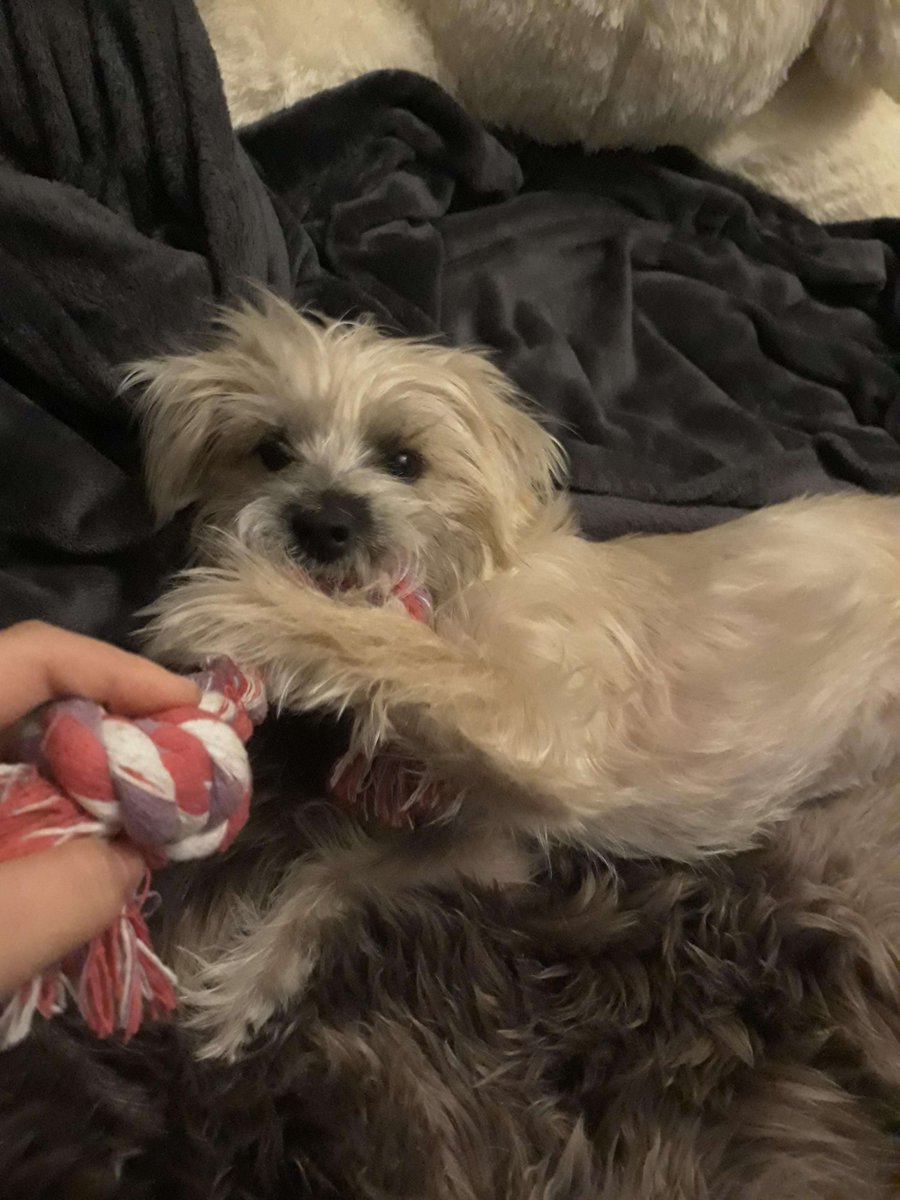 KikiChanVT's tweet photo. Mochi has her tumor removal surgery coming up, and I’m hoping to raise a little extra to help cover the costs. 
Every bit helps, and your support means the world! 

Please note, no matter how much we raise, Mochi will still get the care she needs. https://t.co/4lWYmYXED0