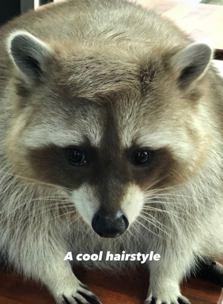 Why you should have a Raccoon tweet media