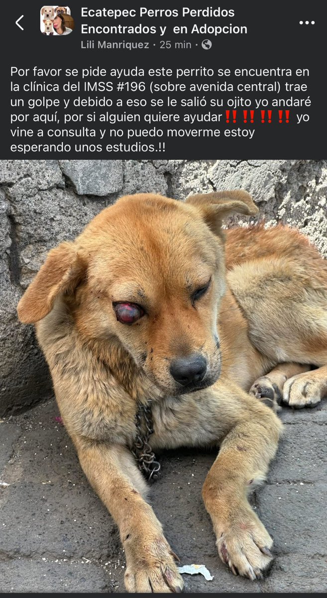 HELA_MORE's tweet photo. Amigos nos piden ayuda para compartir a este perrito que se encuentra afuera la clínica del IMSS 196 en Ecatepec.
Urge atención veterinaria! 
Les dejamos la publicación original abajo. https://t.co/rwMLqcCd8p
