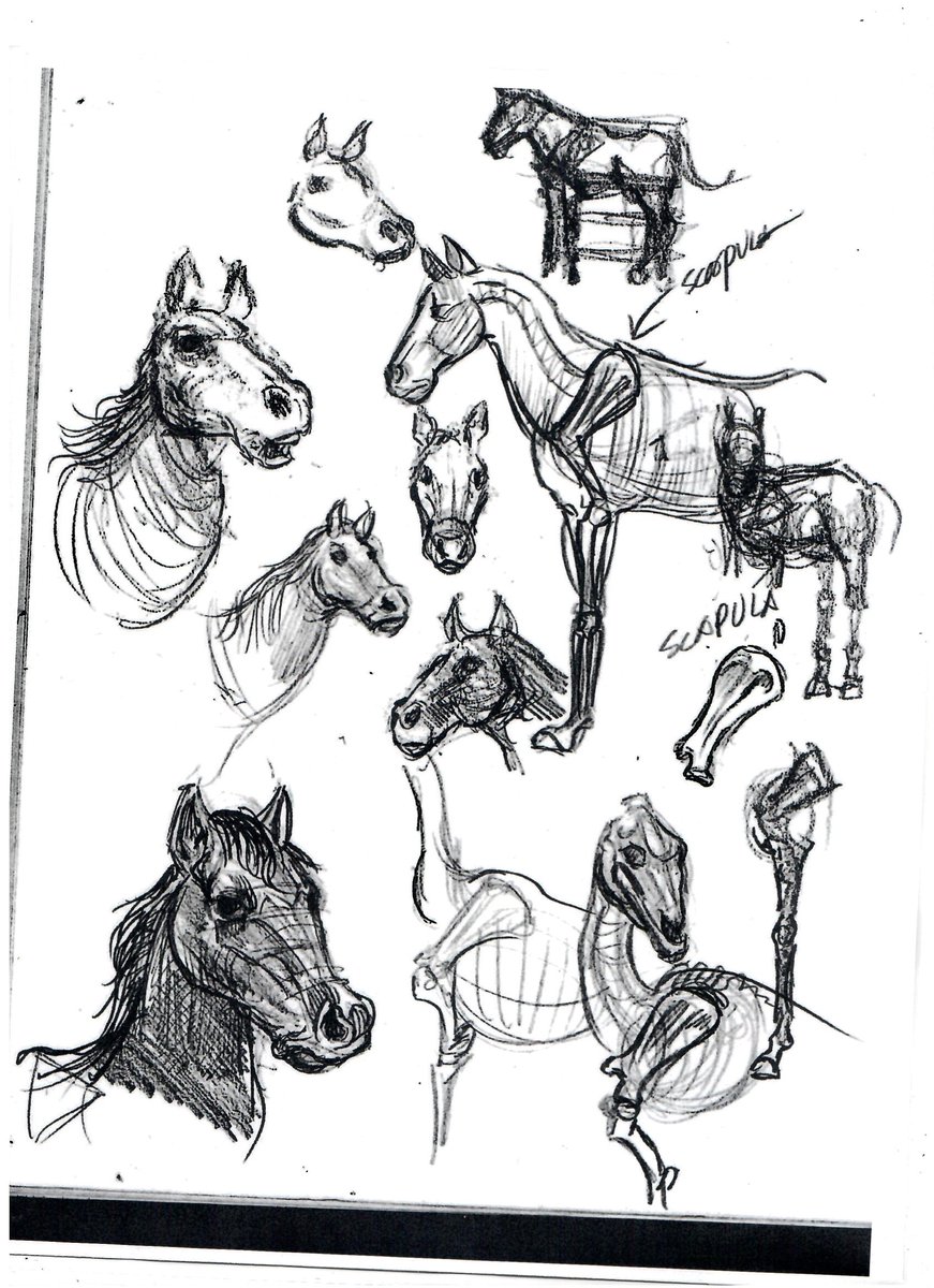 ScotCampbe1955's tweet photo. I started an #animalstudies #notebook of #sketches I am always #learning  new stuff. I lover #exploring new subjects in #art   

#animals_in_world #lions #tigers #bears #dogs #birds #horses #sketching #drawing https://t.co/1HUT3cIp5G