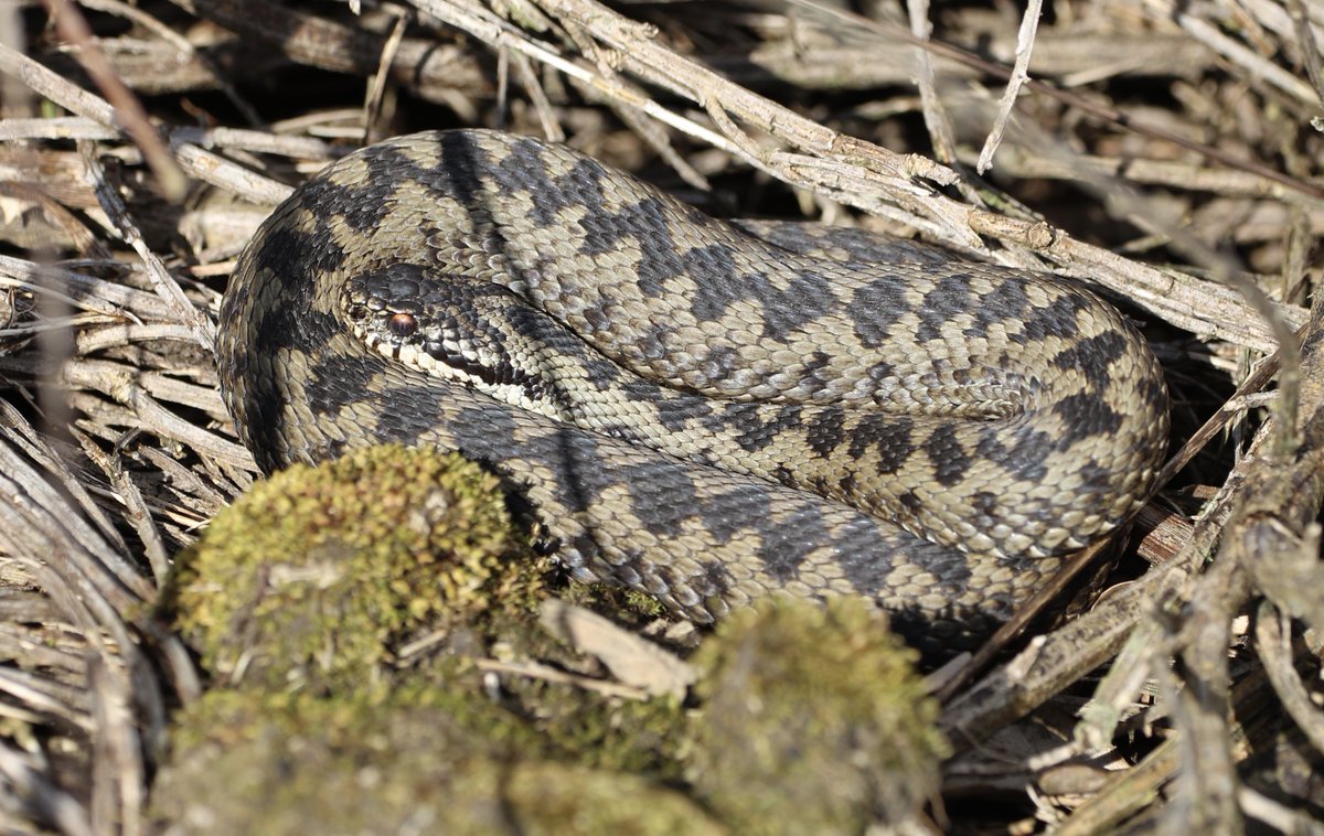 BritishReptiles's tweet photo. Five populations of Adders in Suffolk are 5 of 18 populations in total which I have been studying for the past 10 years. Spread across Norfolk, Suffolk, Essex &amp; Dorset, studies focus upon the biology, movement and conservation of individuals within these populations. Love them 🥰 https://t.co/syYcXicsPq