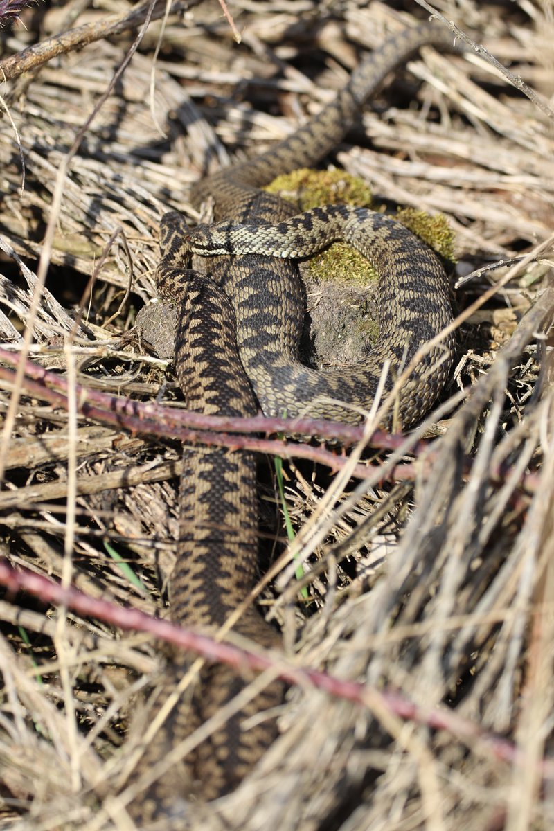 BritishReptiles's tweet photo. Five populations of Adders in Suffolk are 5 of 18 populations in total which I have been studying for the past 10 years. Spread across Norfolk, Suffolk, Essex &amp; Dorset, studies focus upon the biology, movement and conservation of individuals within these populations. Love them 🥰 https://t.co/syYcXicsPq