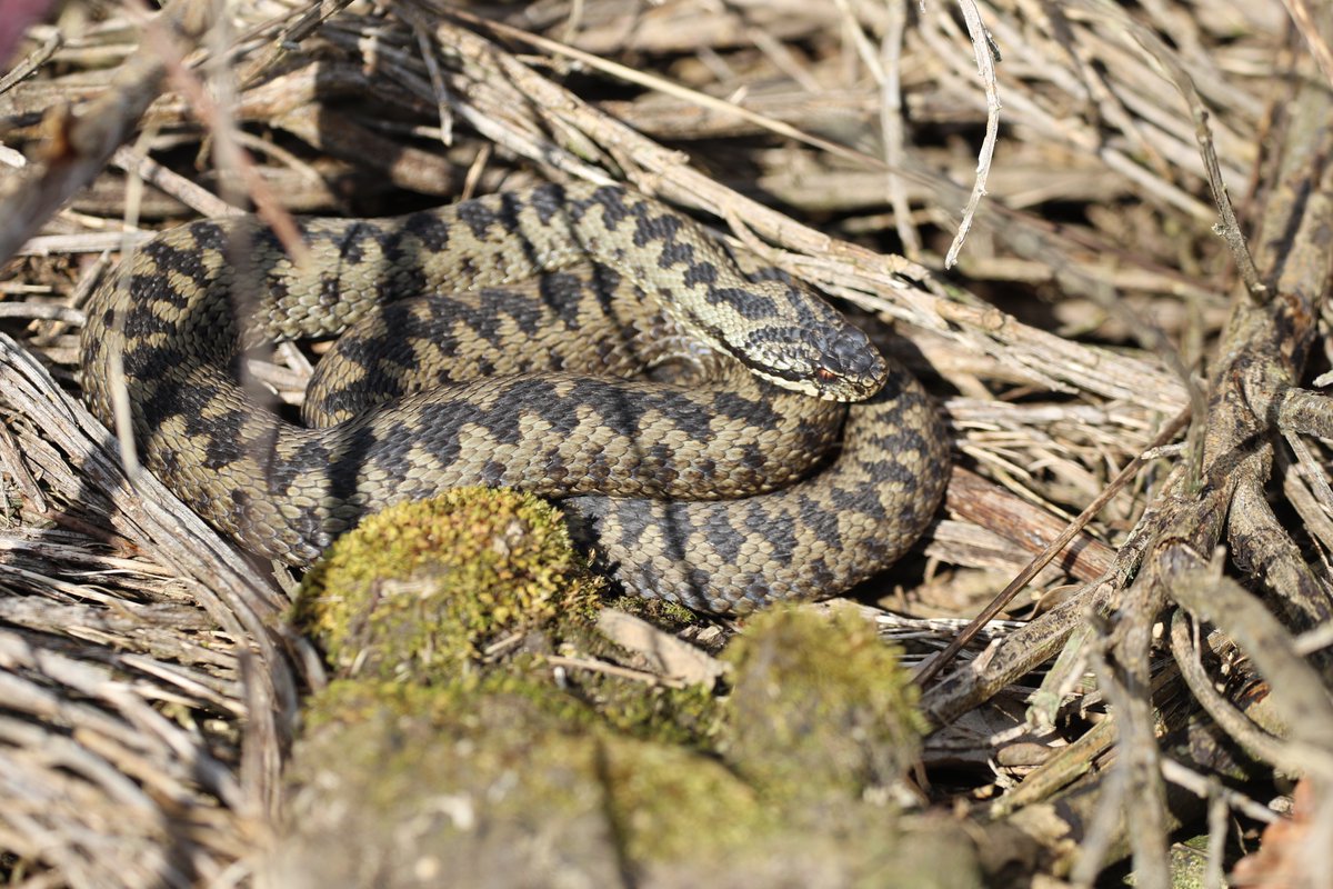 BritishReptiles's tweet photo. Five populations of Adders in Suffolk are 5 of 18 populations in total which I have been studying for the past 10 years. Spread across Norfolk, Suffolk, Essex &amp; Dorset, studies focus upon the biology, movement and conservation of individuals within these populations. Love them 🥰 https://t.co/syYcXicsPq
