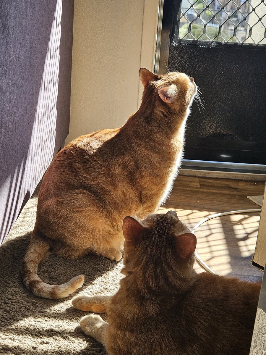 Find the sun and everything will be okay - Cheeto