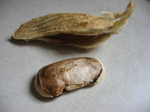 SabzerAzoh's tweet photo. Do not discard the mango seeds; instead, dry them and crush them into a powder. You can blend that powder into breakfast porridge, smoothies, soups, stir-fried veggies, and fruit salads. Mango seed powder is abundant in antioxidants, fiber, and nutrients, providing possible... https://t.co/GUQDKZRrv9